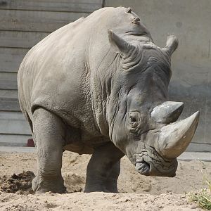 Southern white rhinoceros
