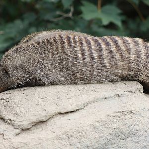 Zebra mongoose