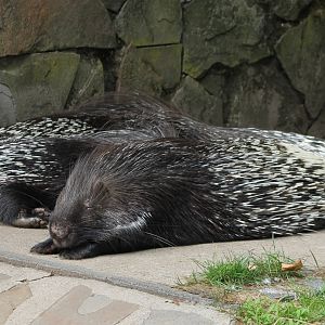 Porcupines