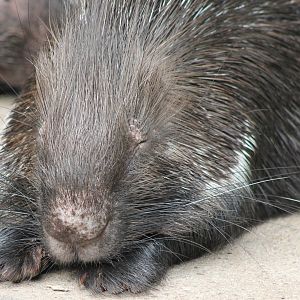 Porcupine