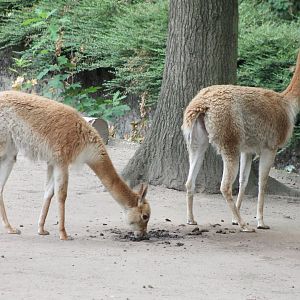 Vicunas