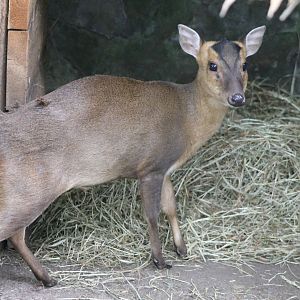 Reeve's muntjac
