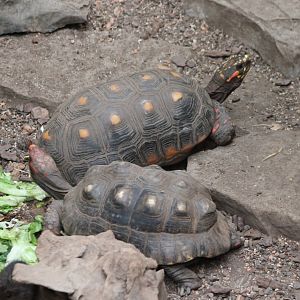 Red-footed tortoises