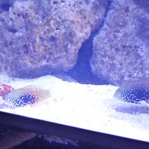 Macropharyngodon bipartitus