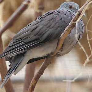 Malagasy turtle dove