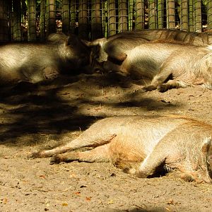 Warthogs Sleeping