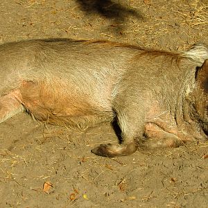 Warthog Chico Sleeping