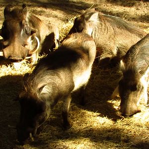 Warthogs Eating Breakfast