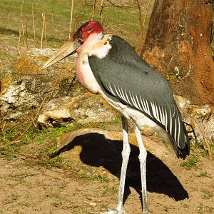 Marabou Stork Slim