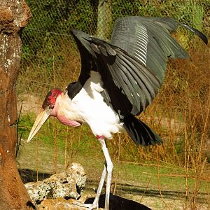 Marabou Stork Slim Wings Open