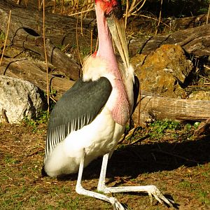 Marabou Stork Slim Preening