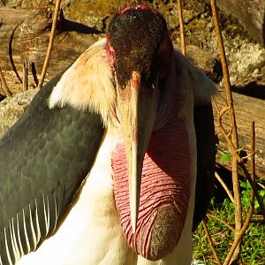 Marabou Stork Slim Portrait