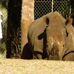 Slim & Gabby On Lookout Patrol
