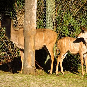 Greater Kudu Cow & Calf