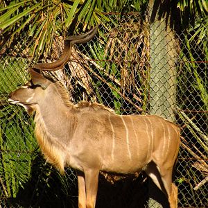Greater Kudu Bull