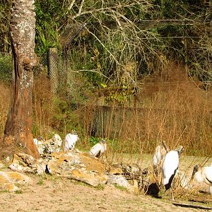 Greater Kudu & Wood Storks