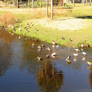 White Ibis Flock