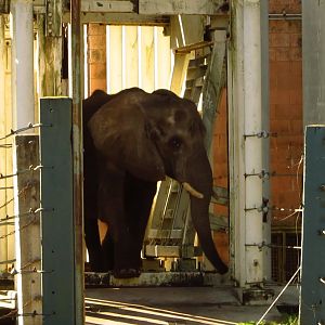 Thandi Passing Through ERD