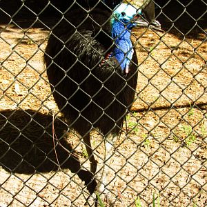 Southern Cassowary Brisby
