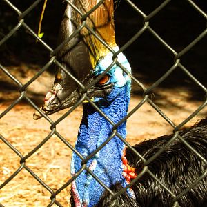 Southern Cassowary Brisby Closeup