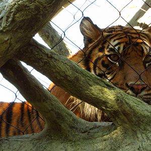 Tiger People Watching