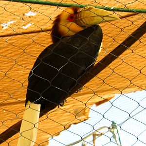 Wreathed Hornbill