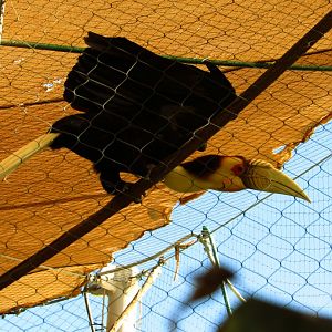 Wreathed Hornbill Taking Off