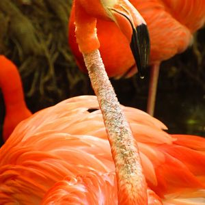 Caribbean Flamingo Missing Neck Feathers