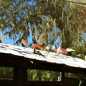 Roseate Spoonbils & Scarlet Ibises