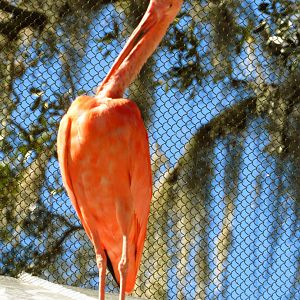 Scarlet Ibis Preening