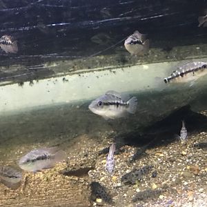 Fish ID?