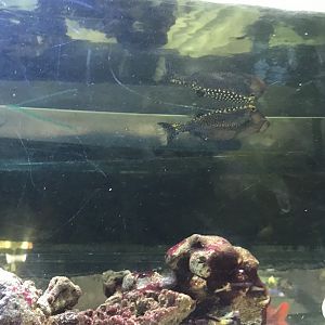 Spotted/Blue Boxfish