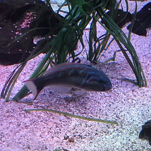 Pink Lined Wrasse (Thalassoma quinquevittum)