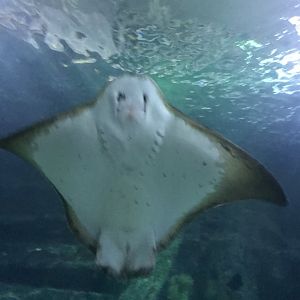 Southern Eagle Ray
