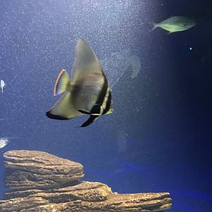 Orbicular Batfish