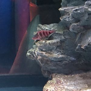 Fish ID?