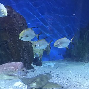 Threadfin Trevally and Snapper