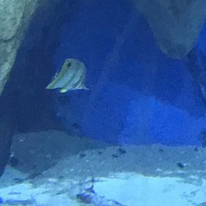 Copperband butterflyfish?