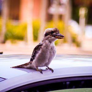 Wild Kookaburra on Car