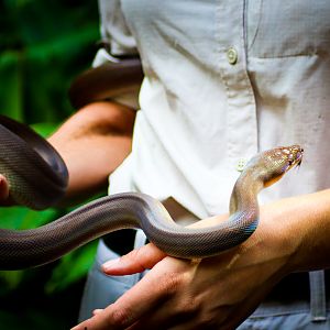 Olive Python (Liasis olivaceus)