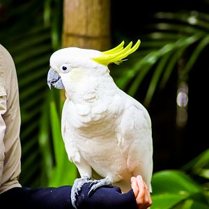 Sulphur-crested Cockatoo (Cacatua galerita)
