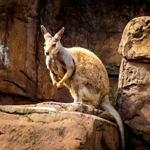 Black-footed Rock Wallaby (Petrogale lateralis)