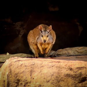 Black-footed Rock Wallaby (Petrogale lateralis)