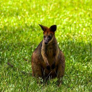 Swamp Wallaby (Wallabia bicolor)