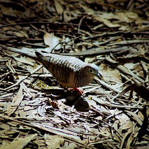 Wild Peaceful Dove (Geopelia placida)