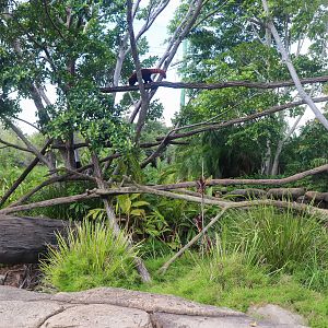 Red Panda Enclosure