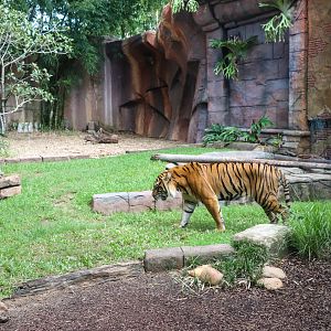 Tiger Enclosure