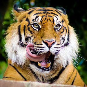 Sumatran Tiger (Panthera tigris sumatrae)
