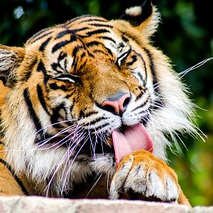 Sumatran Tiger (Panthera tigris sumatrae)