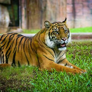Sumatran Tiger (Panthera tigris sumatrae)